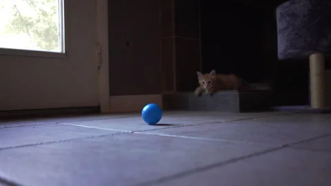 Adorable kitten is playing with blue plastic a ball in living room. Stock Footage 247383546