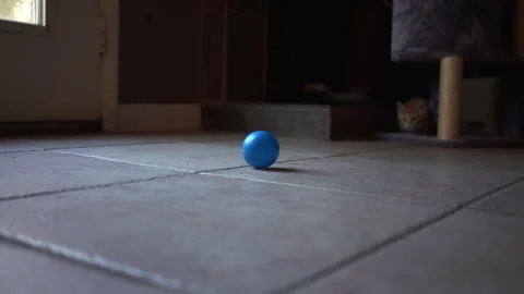 Adorable kitten is playing with blue plastic a ball in living room. Stock Footage 247383604