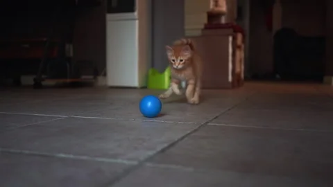 Adorable kitten is playing with blue plastic a ball in living room. Stock Footage 247384011
