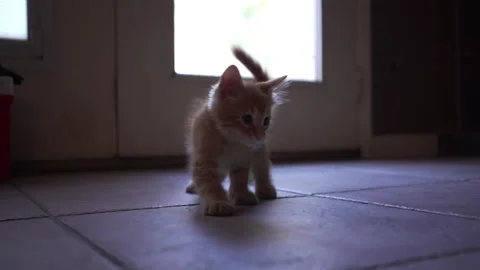 Adorable kitten is playing with blue plastic a ball in living room. Stock Footage 247384014