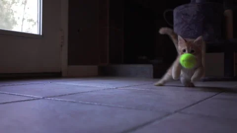 Adorable kitten is playing with blue plastic a ball in living room. Stock Footage 247384075