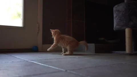 Adorable kitten is playing with blue plastic a ball in living room. Stock Footage 247384313