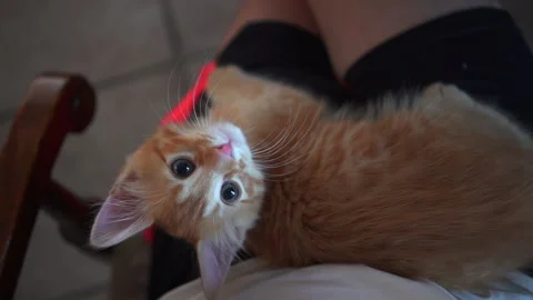 Adorable kitten is playing with blue plastic a ball in living room. Stock Footage 247384335