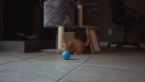 Adorable kitten is playing with blue plastic a ball in living room. Stock Footage 247483209