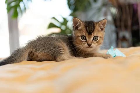 Adorable kitten playing with a soft blanket toy in a cozy indoor home Stock Photos