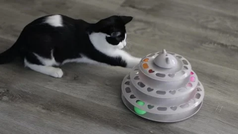 Adorable kitten playing tower of tracks cat toy inside the house, hand held shot Stock Footage 252403535