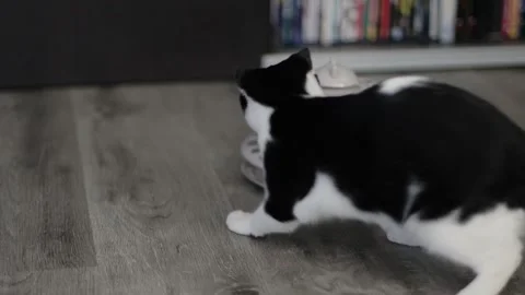 Adorable kitten playing tower of tracks cat toy inside the house, hand held shot Stockbeeldmateriaal 252403780