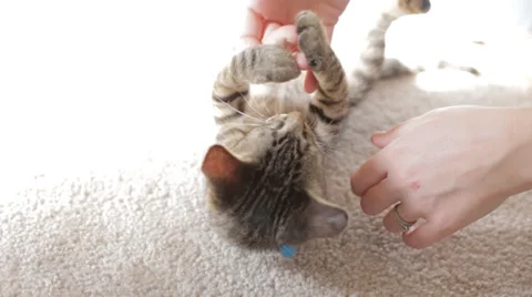 Adorable Kitten Plays With Hand Stock Footage 34348759