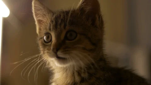 Adorable kitten posing face closeup frontal view cinematic shot Vidéo 122395996