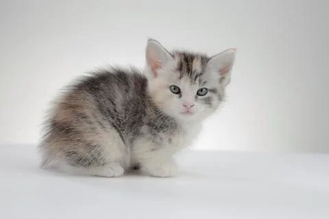 Adorable Kitten Posing Stock Photos