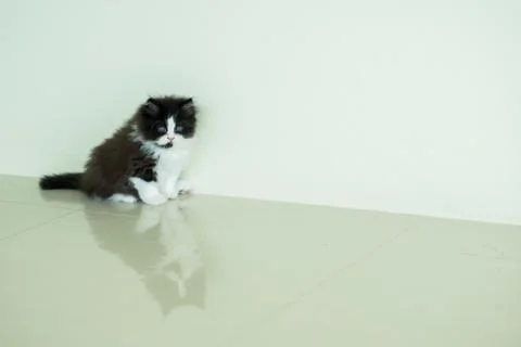 Adorable kitten posting Stock Photos