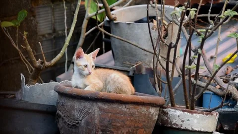Adorable Kitten Resting on a Big Clay Pot Looking Very Curious Stock Footage 271182012