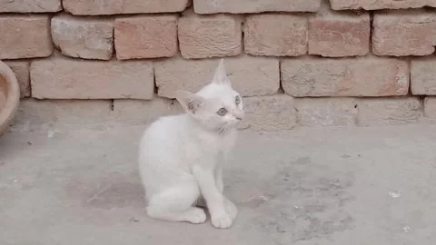 Adorable Kitten Sitting Directly in Front of the Camera Stock Footage 346503895