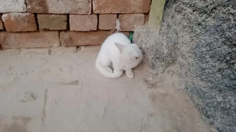 An Adorable Kitten with a Sweet Expression Sitting on Bare Ground Vídeos de archivo 347563533