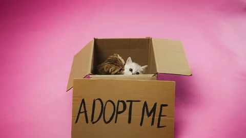 Adorable kittens jumping out of box with adopt me sign, pet adoption event 스톡 동영상 329216674
