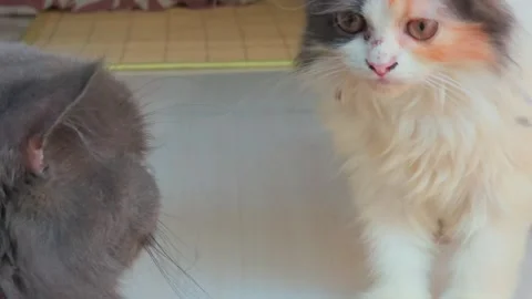Adorable kittens playful interaction close-up furry cats friendship Video stock 332126053