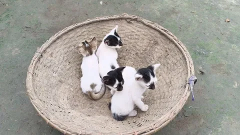 Adorable kittens playfully interacting within a woven basket as they explore Stock Footage 322112882
