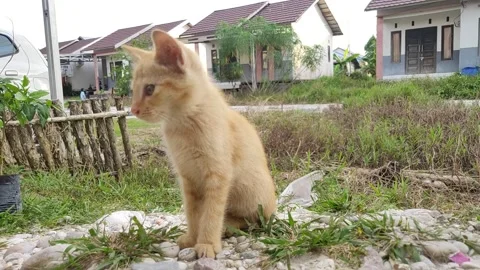 Adorable kittens playing in the yard. Kittens outdoor. Stock Footage 155736020