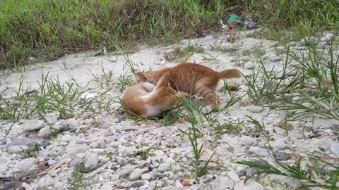 Adorable kittens playing in the yard. Kittens outdoor. Stock Footage 155736420