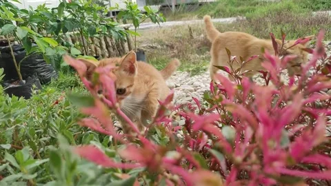 Adorable kittens playing in the yard. Kittens outdoor. Stock Footage 155736439