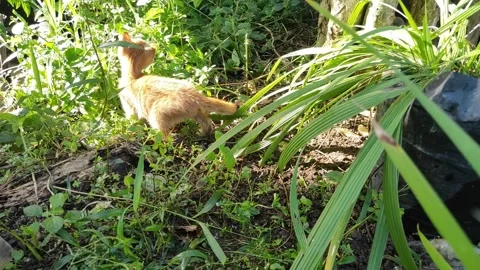 Adorable kittens playing in the yard. Kittens outdoor Stock Footage 156744371