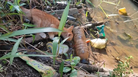 Adorable kittens playing in the yard. Kittens outdoor Stock Footage 156744372