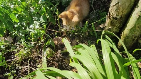 Adorable kittens playing in the yard. Kittens outdoor. Stock Footage 156744376