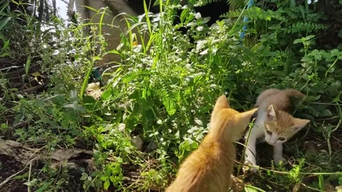 Adorable kittens playing in the yard. Kittens outdoor. Stock Footage 156744384
