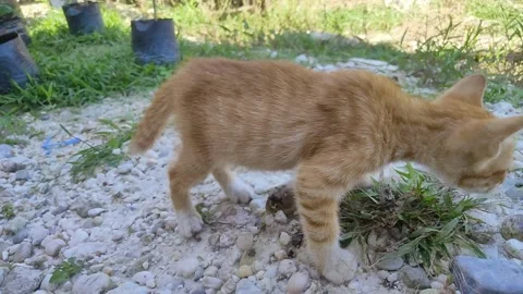 Adorable kittens playing in the yard. Kittens outdoor. Stock Footage 156744436
