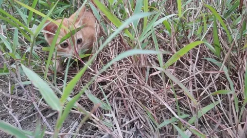 Adorable kittens playing in the yard. Kittens outdoor. Stock Footage 156744451
