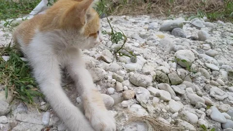Adorable kittens playing in the yard. Kittens outdoor Stock Footage 156744452