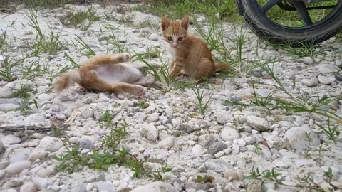 Adorable kittens playing in the yard. Kittens outdoor. Stock Footage 156744458