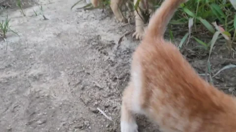 Adorable kittens playing in the yard. Kittens outdoor. Stock Footage 156744460