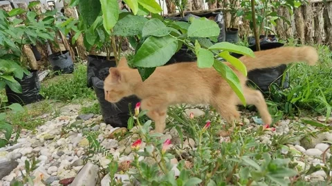 Adorable kittens playing in the yard. Kittens outdoor. Stock Footage 156744484