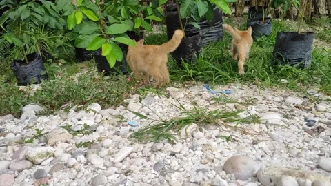 Adorable kittens playing in the yard. Kittens outdoor. Stock Footage 156744495