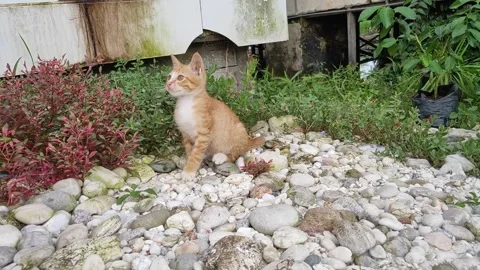 Adorable kittens playing in the yard. Kittens outdoor. Stock Footage 156744504