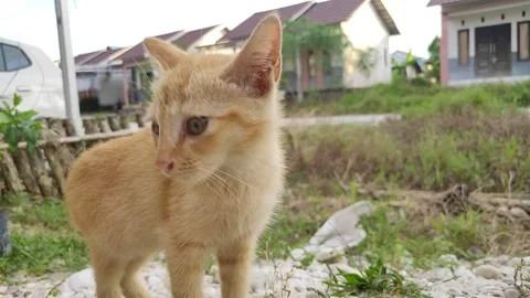 Adorable kittens playing in the yard. Kittens outdoor. Stock Footage 156744580
