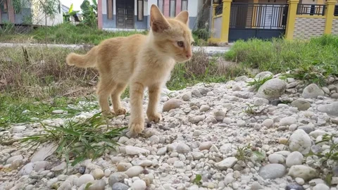 Adorable kittens playing in the yard. Kittens outdoor Stock Footage 156744591
