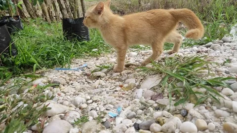 Adorable kittens playing in the yard. Kittens outdoor. Stock Footage 156744683