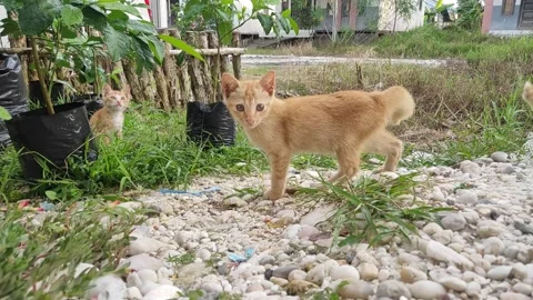 Adorable kittens playing in the yard. Kittens outdoor. Stock Footage 156744765