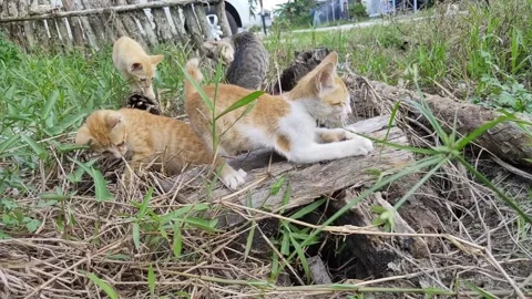 Adorable kittens playing in the yard. Kittens outdoor. Stock Footage 156744768