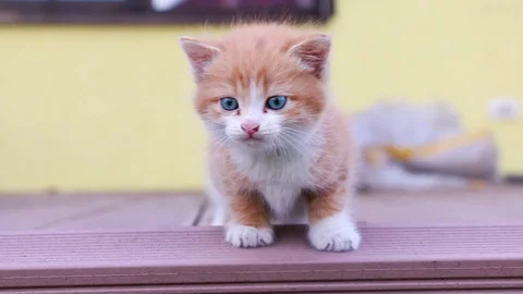 Adorable kittens sitting next to each other and meowing in slow motion Stock Footage 78122898