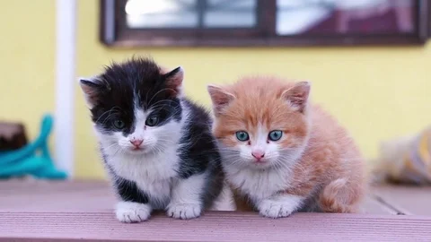 Adorable kittens sitting next to each other and meowing in slow motion Video stock 78122912