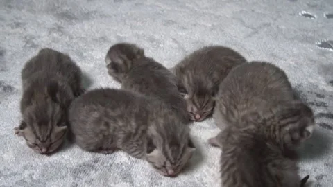 Adorable Kittens: Sleeping Bundle Stock Footage 291697948