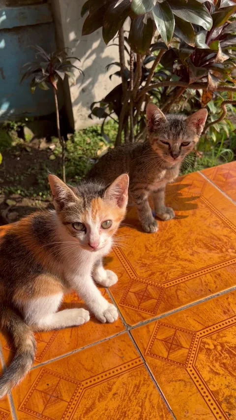 Adorable kitties Stock Footage 243911565