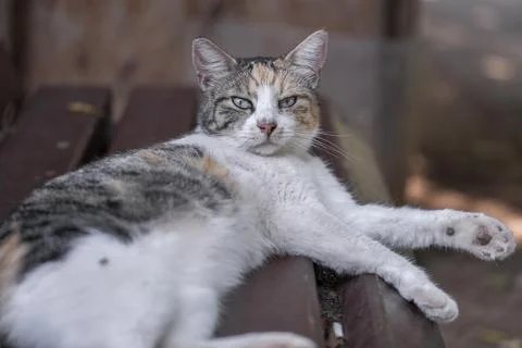 Adorable kitty on the bench Stock Photos