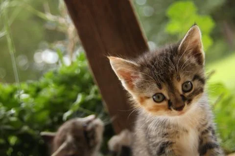 Adorable Kitty Stock Photos