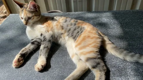 Adorable kitty tiger cat lay down for relaxing and looking forward Stock Footage 167515651