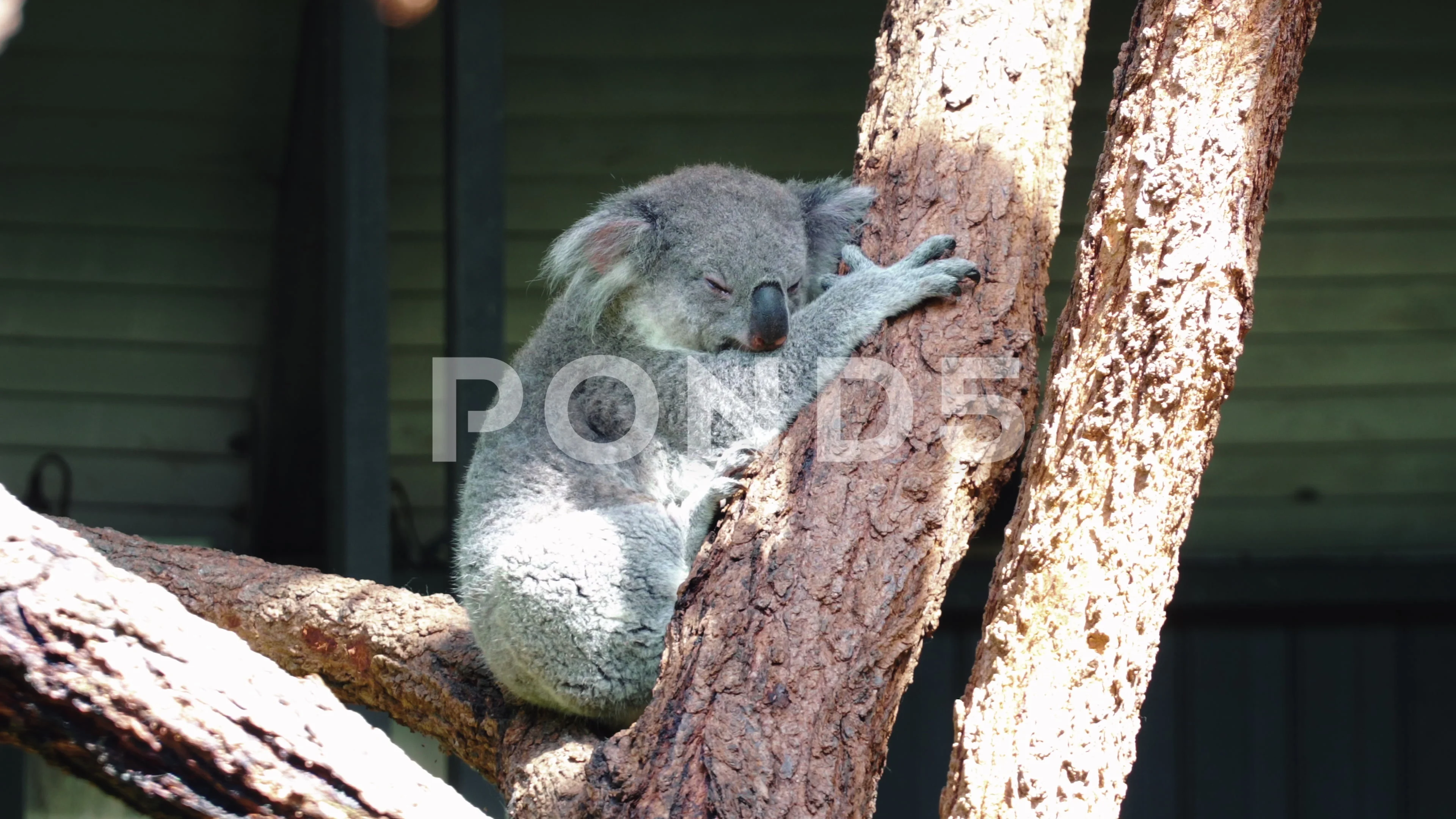 koala sleeping in tree