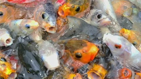 Adorable koi fish Video stock 231994827
